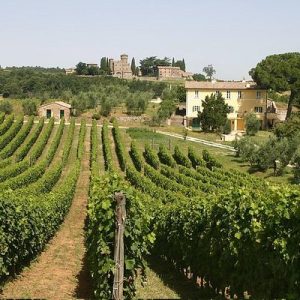 orvieto-vigne